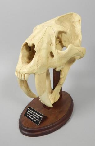 A museum type reproduction model of the skull of a great stabbing cat