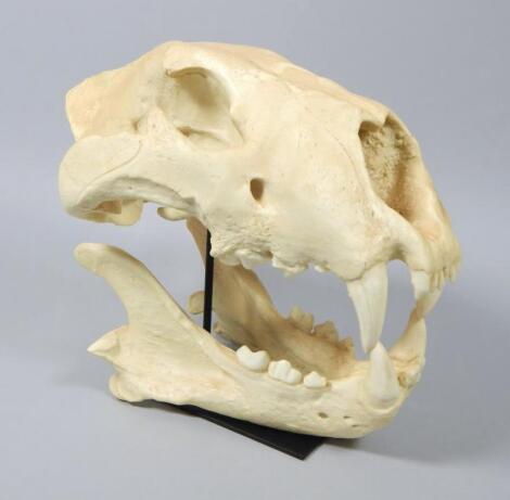 A museum reproduction model of a lions skull