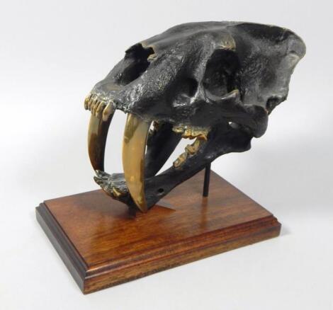 A large cast and polished bronze sabre tooth tiger skull