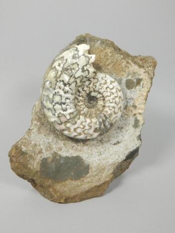 A polished fossilized ammonite