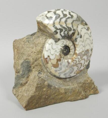 A polished fossilized ammonite