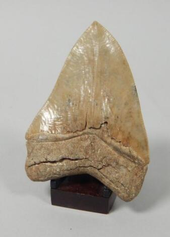 A prehistoric sharks tooth