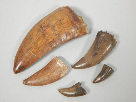 Various fossilized dinosaur teeth