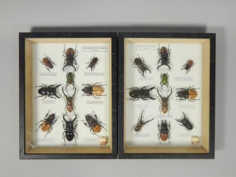 Two cases of exotic beetles of the world