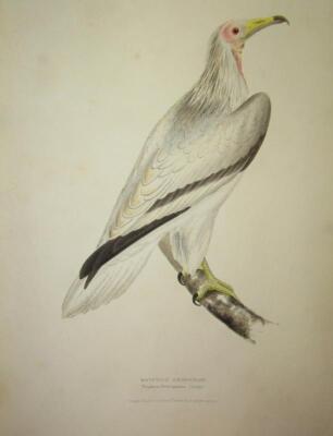 Meyer (Henry Leonard). Illustrations of British Birds 4 vol. - 3