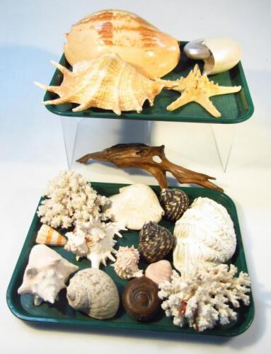 Various shells