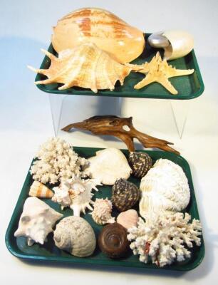 Various shells