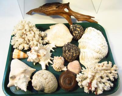 Various shells - 2