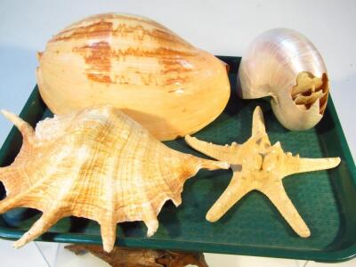 Various shells - 3