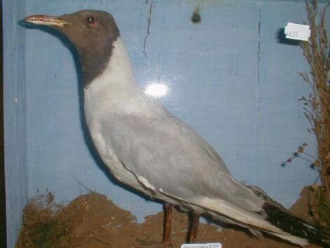 A cased taxidermy gull