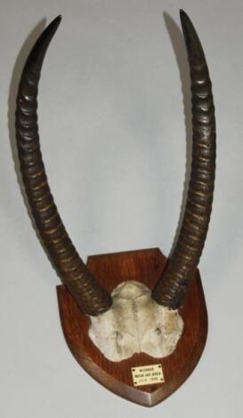 A pair of water mounted water buck horns