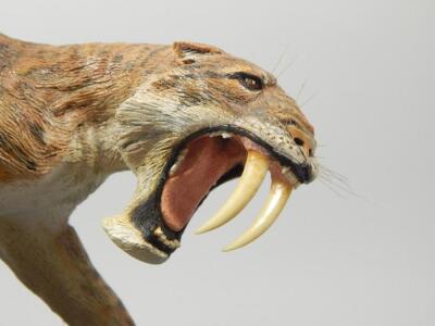 A hand painted model of a sabre tooth tiger by Carl Gage - 3