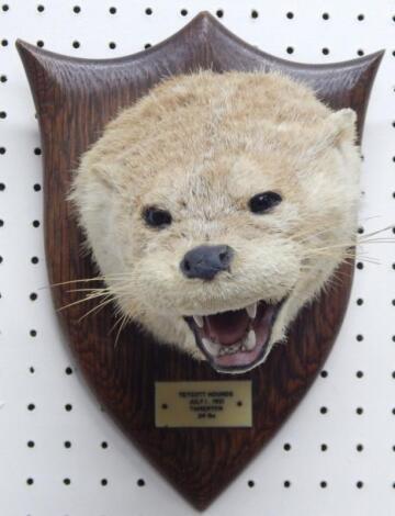 A taxidermied otter by Spicer of Leamington Spa