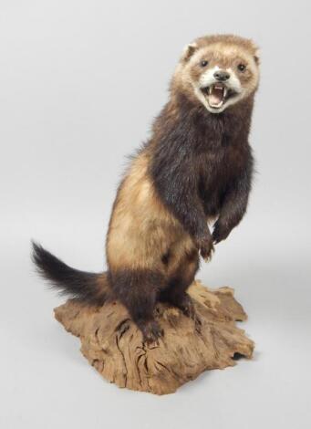 A taxidermied polecat