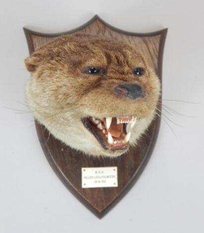 A taxidermied otter by Spicer & Sons of Leamington Spa