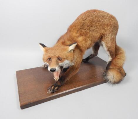 A taxidermied fox