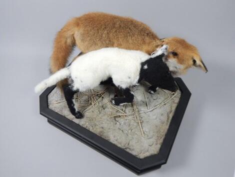 A taxidermied fox