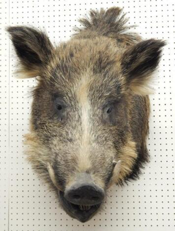 A taxidermied wild boar's head