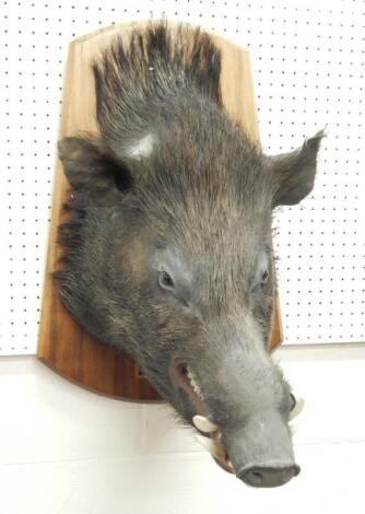 A taxidermied wild boar's head