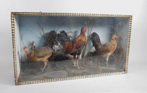 A taxidermied group of three bantam chickens