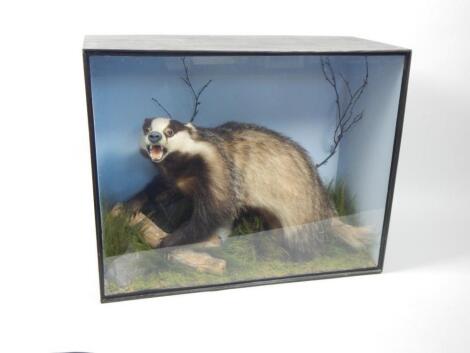 A taxidermied badger