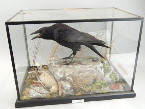A taxidermy male Carrion crow