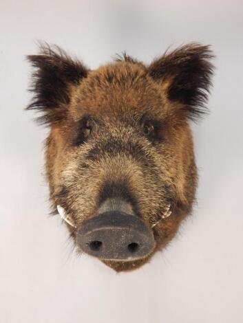 A modern taxidermied wild boar head