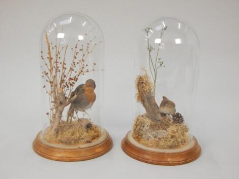 A taxidermied robin