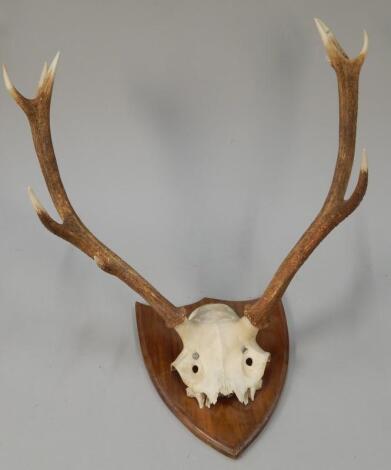 A set of antlers and partial skull