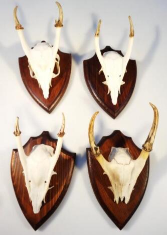 Four skeletal antler heads