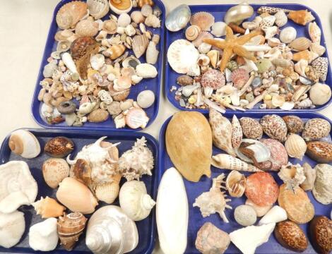 A collection of shells