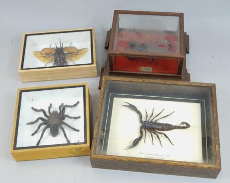 Four insect specimens