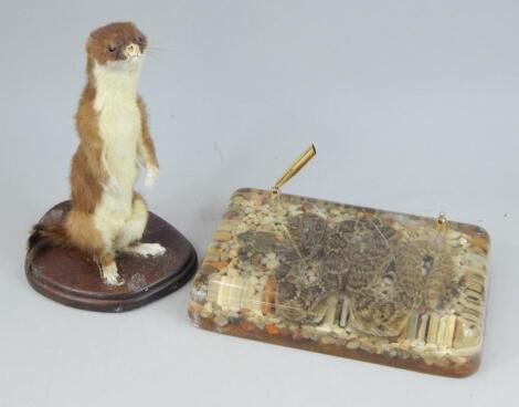 Two items of taxidermy