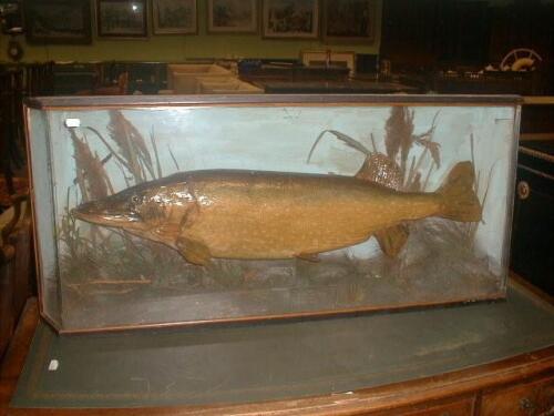 Taxidermy: A pike, in a glazed case labelled 'Pike, Caught Old Trent, Date