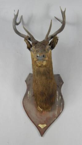 Taxidermy