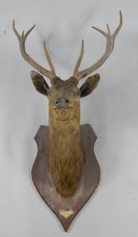 Taxidermy