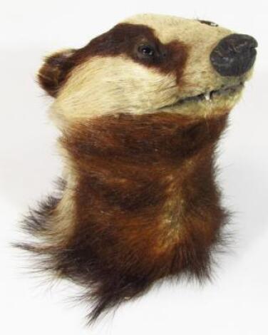 A 20thC taxidermy study of a badger's head