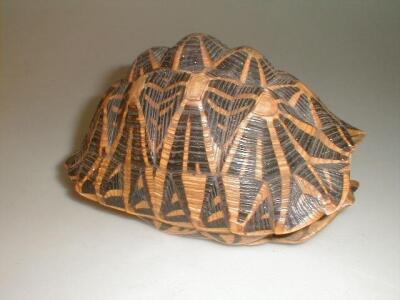 A tortoise carapace. £50-80