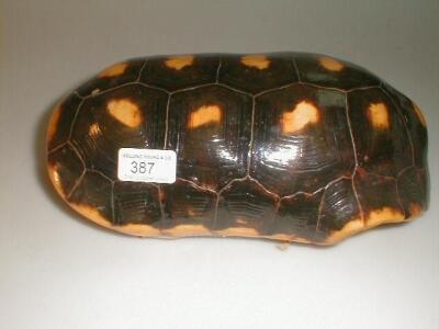 A tortoise carapace. £50-80