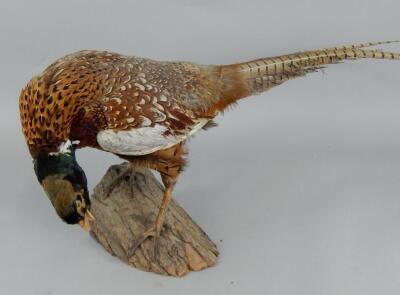 A taxidermied pheasant