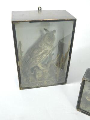 Taxidermy - 2