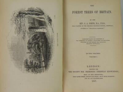 Rev C A Johns. The Forest Trees of Britain - 2