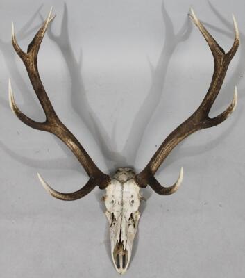 A five point skeletal antler set