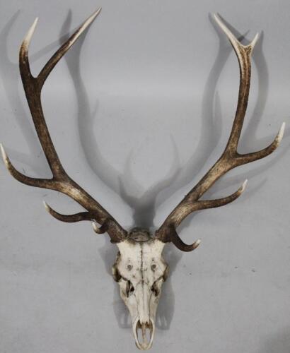 A five point skeletal antler set