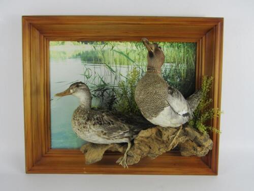 Taxidermy. Two ducks mounted against a framed photographic back drop