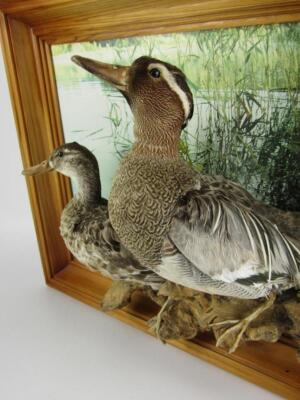 Taxidermy. Two ducks mounted against a framed photographic back drop - 2