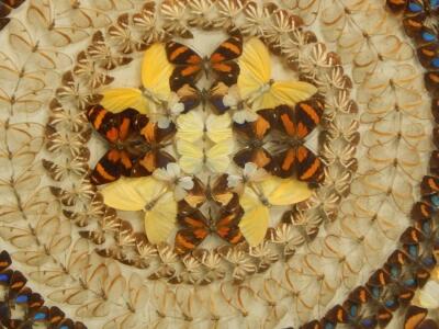 A pair of early to mid 20thC butterfly pictures - 4