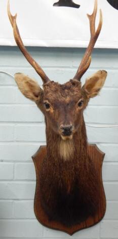 A taxidermy Sika deer