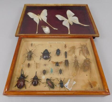 A framed collection of tropical insects