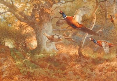 Archibald Thorburn (1860-1935). Pheasants in a forest clearing